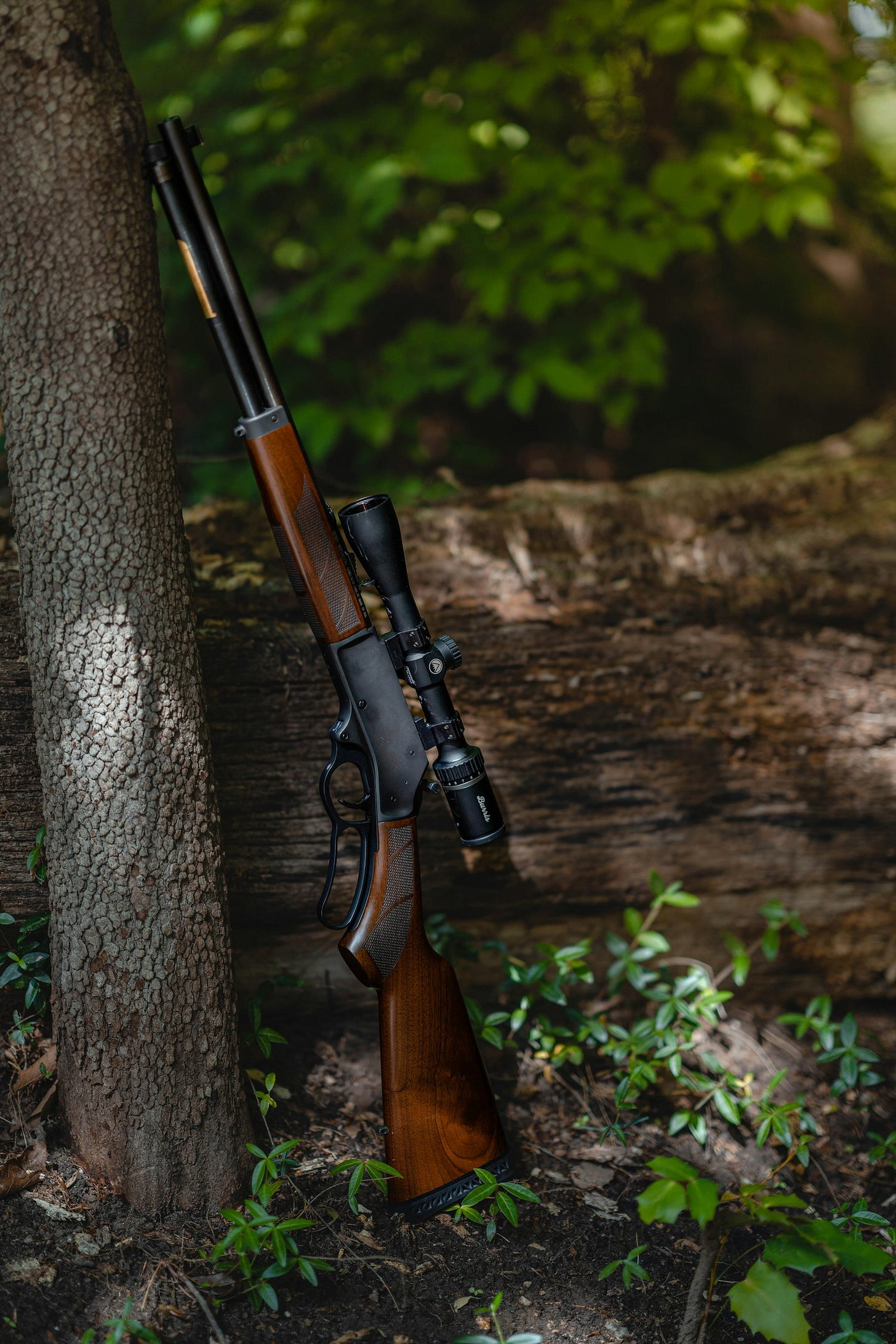 a rifle mounted to a tree in the woods a rifle mounted to a tree in the woods