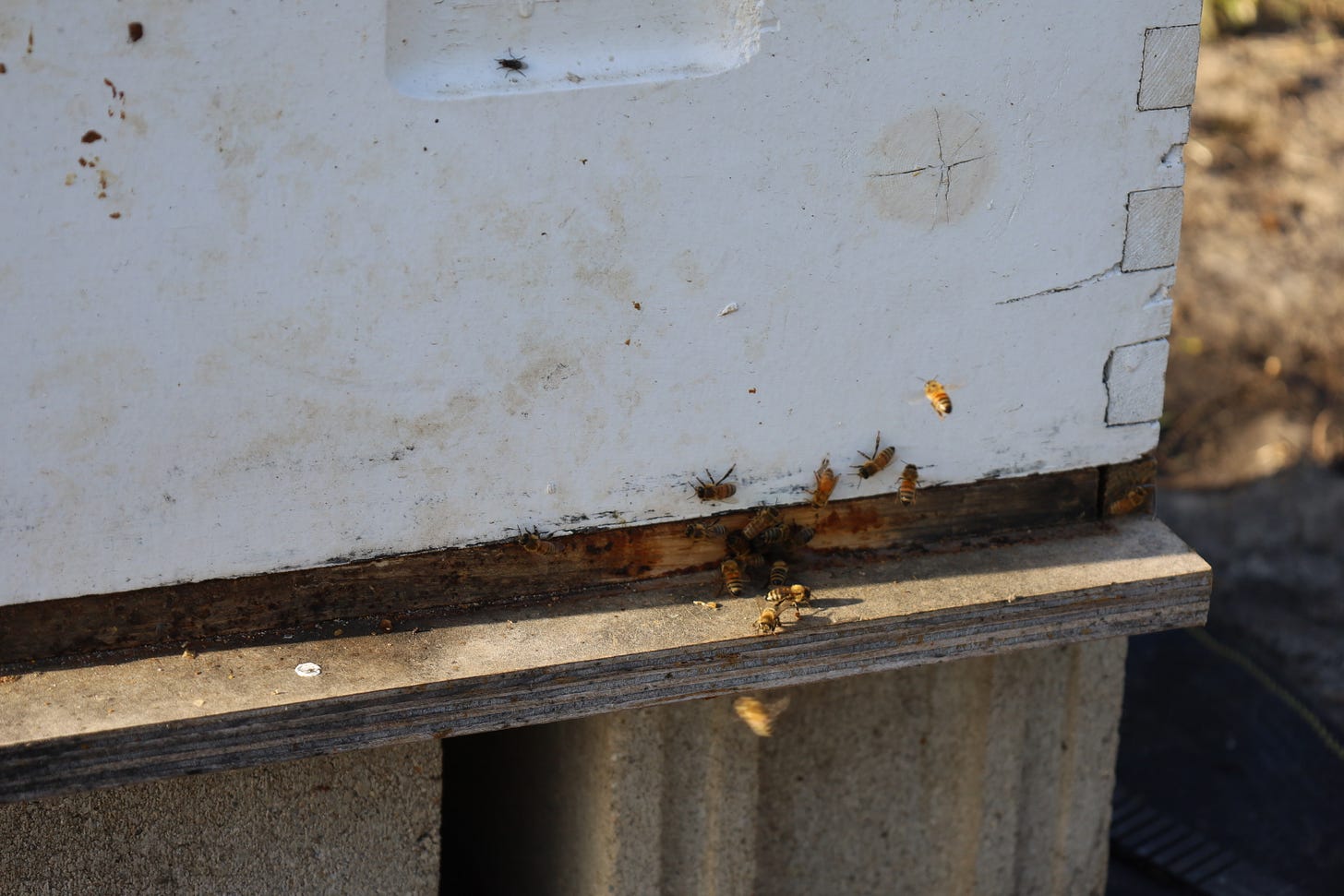 Bees at a bee hive