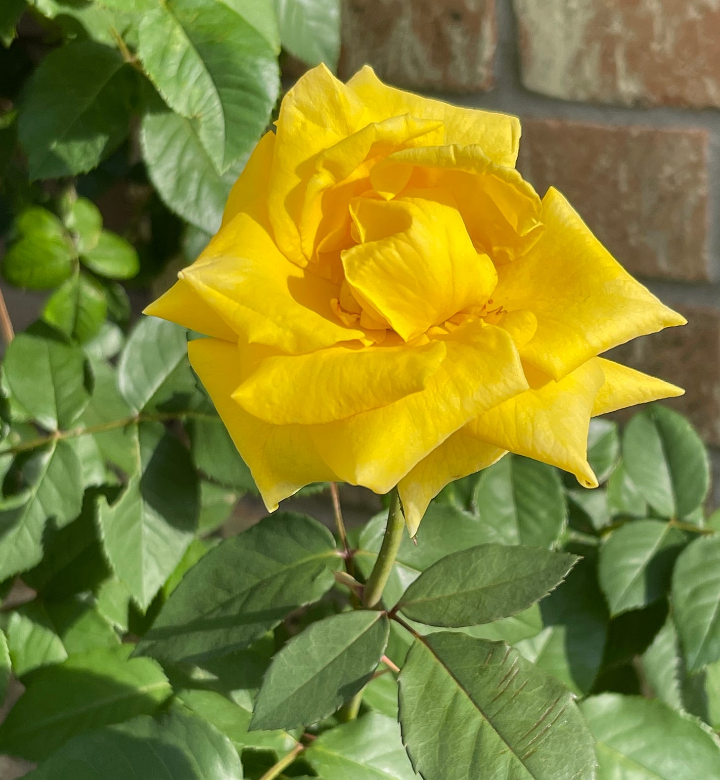 Yellow rose on leafy bush near brick wall. @2025 Lecia Papadopoulos Yellow rose on leafy bush near brick wall. @2025 Lecia Papadopoulos