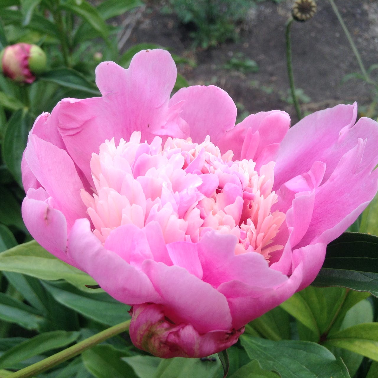 A Year In The Garden