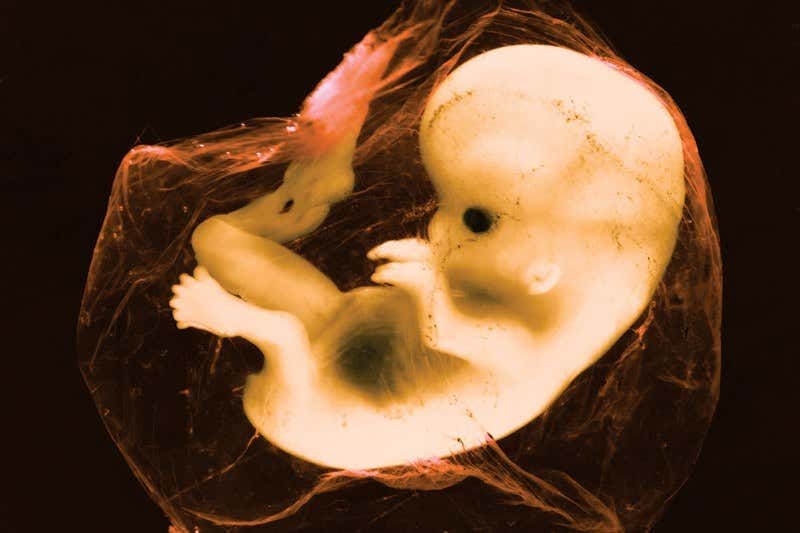 Embryo Adoption Dr. Marcus Peter