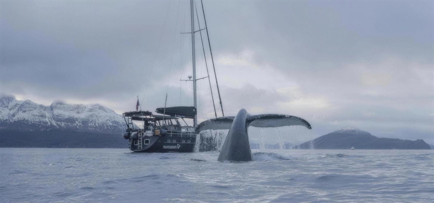 Adventure Norrøna sailing through Norwegian waters with a whale surfacing nearby and snow-covered mountains in the background. Adventure Norrøna sailing through Norwegian waters with a whale surfacing nearby and snow-covered mountains in the background.