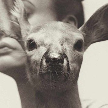 Bambi L. Brown \ud83e\udd8c