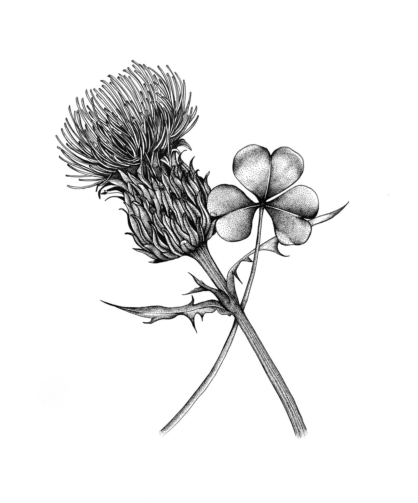 Scottish Thistle & Shamrock - Illustration, Dot Work, Stippling, A4 Print - Etsy Scottish Thistle & Shamrock - Illustration, Dot Work, Stippling, A4 Print - Etsy