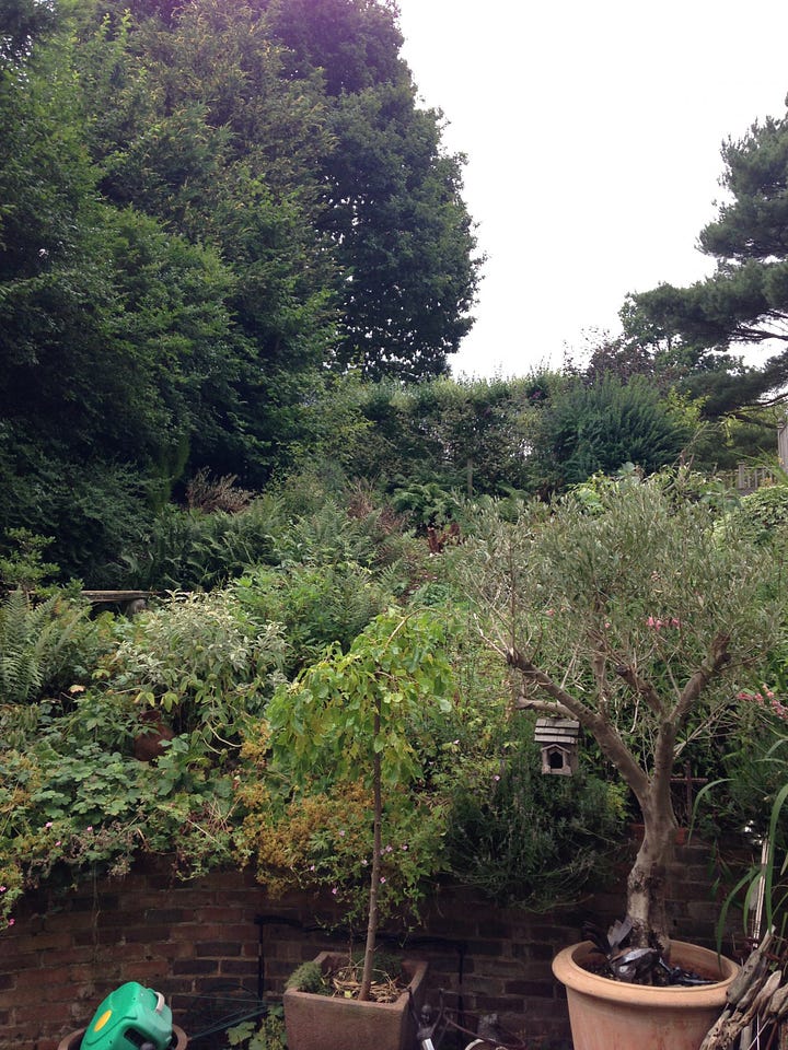 An overgrown hillside garden and steep driveway.