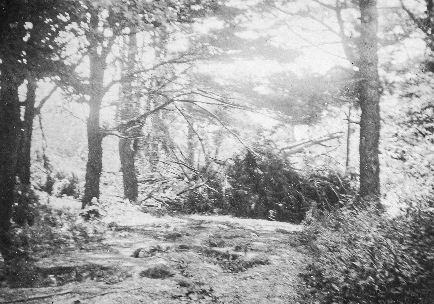 Tree down in driveway