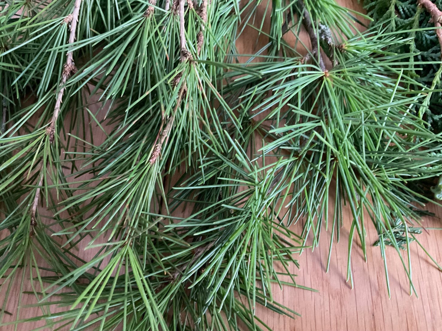 Green spiky pine needles