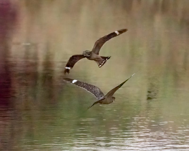 20250524-AguaCaliente-593-Edit-Edit.jpg 20250524-AguaCaliente-593-Edit-Edit.jpg