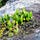 Lithophyte Stories with Liz Futrell