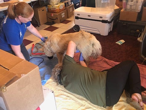 veterinarian and vet tech attend to the injuries of a rust colored dog 