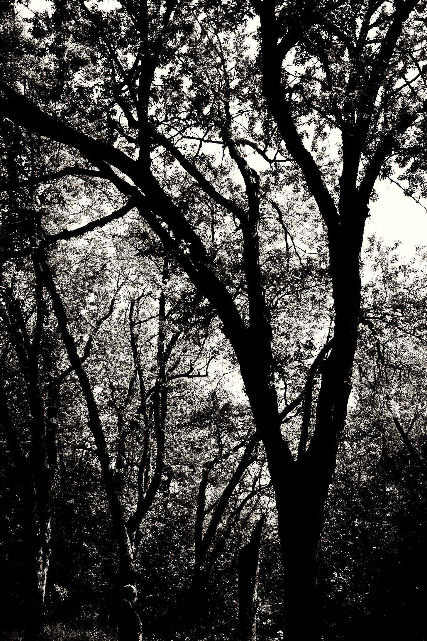 Trees