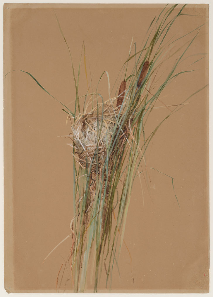 Fidelia Bridges, Bird's Nest in Cattails, ca. 1875. Watercolor and gouache on light brown wove paper, approx. 14 x 10 inches, Metropolitan Museum of Art.
