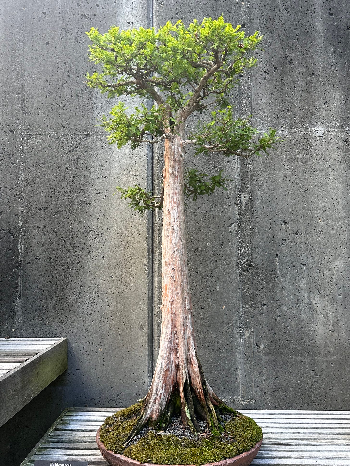 Bald Cypress Bonsai, North Carolina Aboretum