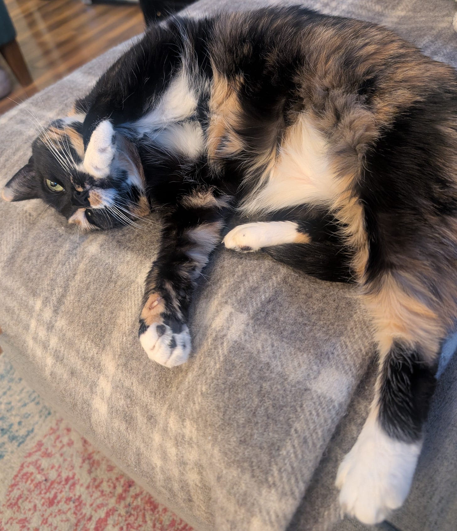 a tortoiseshell cat cutely flopping over and showing her belly 