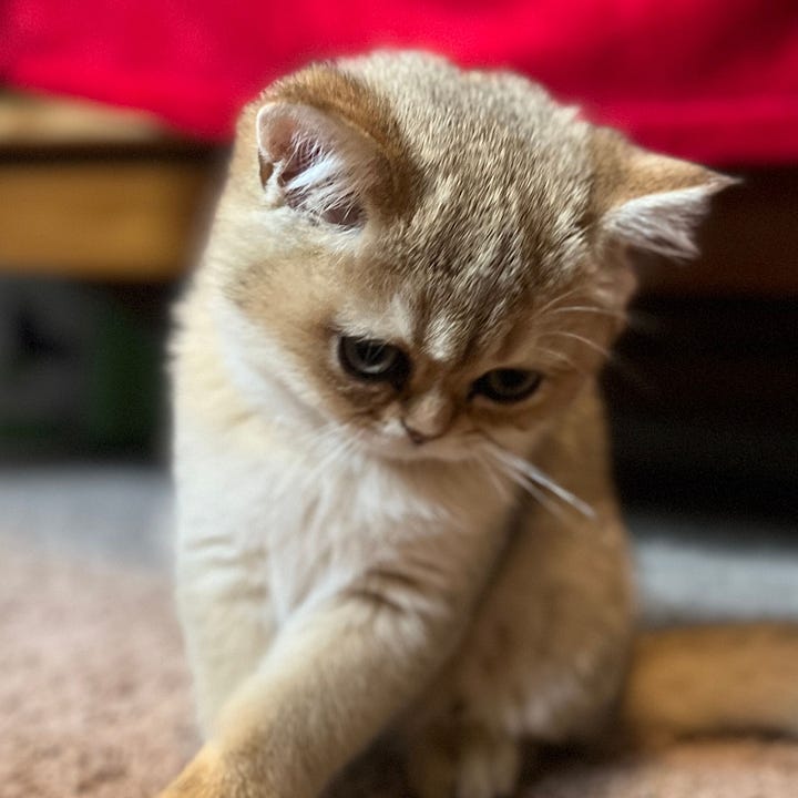 A gallery of 4 photos of the two cats. Kevin relaxing on the sofa with arms stretched out front. Luisa peeking out from inside a Pepsi case box. Baby Luisa looking down. Kevin lying on his side.