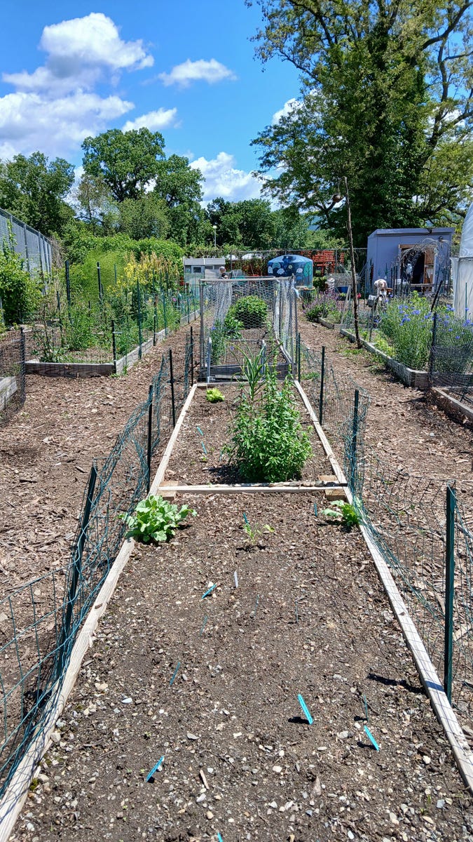 Vegetable garden: Before and After.