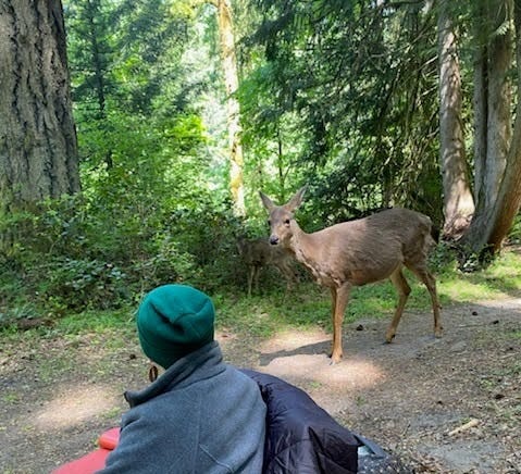 A deer looks toward a human seated in a low chair. Trees are behind the deer, and many green plants are here too. A deer looks toward a human seated in a low chair. Trees are behind the deer, and many green plants are here too.