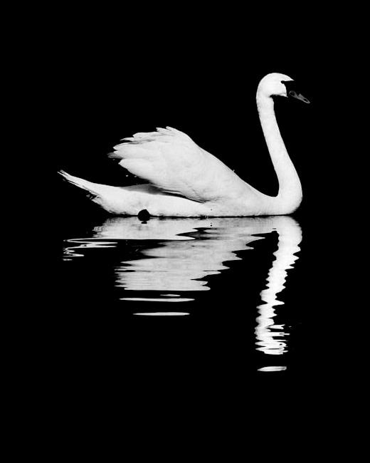 white swan on water during daytime
