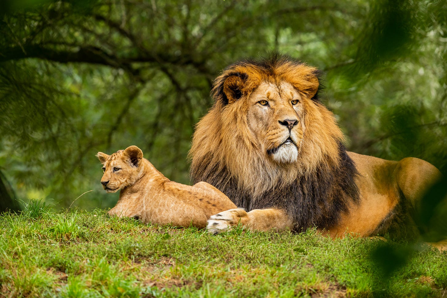 2 lions sitting down