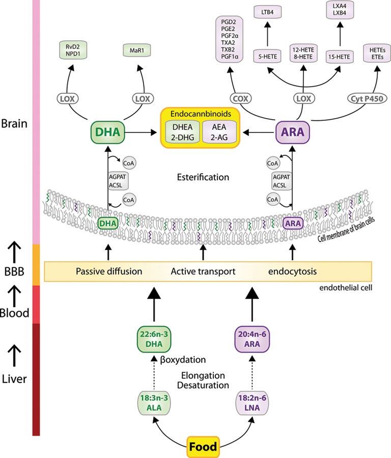 Dietary Omega-6/Omega-3 and Endocannabinoids: Implications for Brain Health  and Diseases | IntechOpen