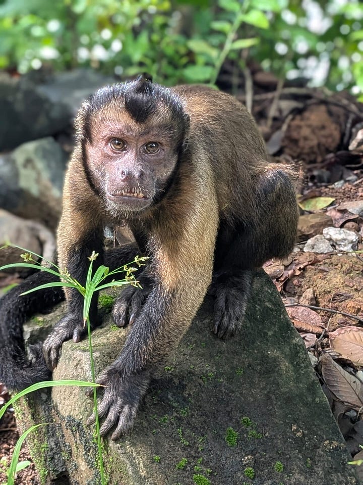The monkey mafia are now the main residents of the Salvation Islands
