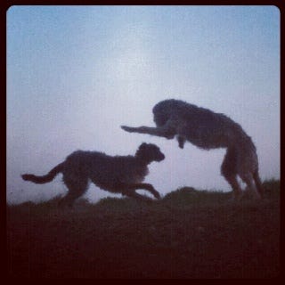 This may contain: two dogs are playing with each other in the fog