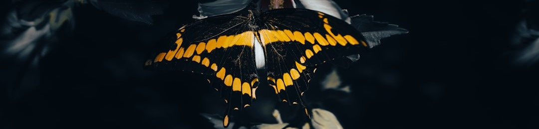 a butterfly on a black background