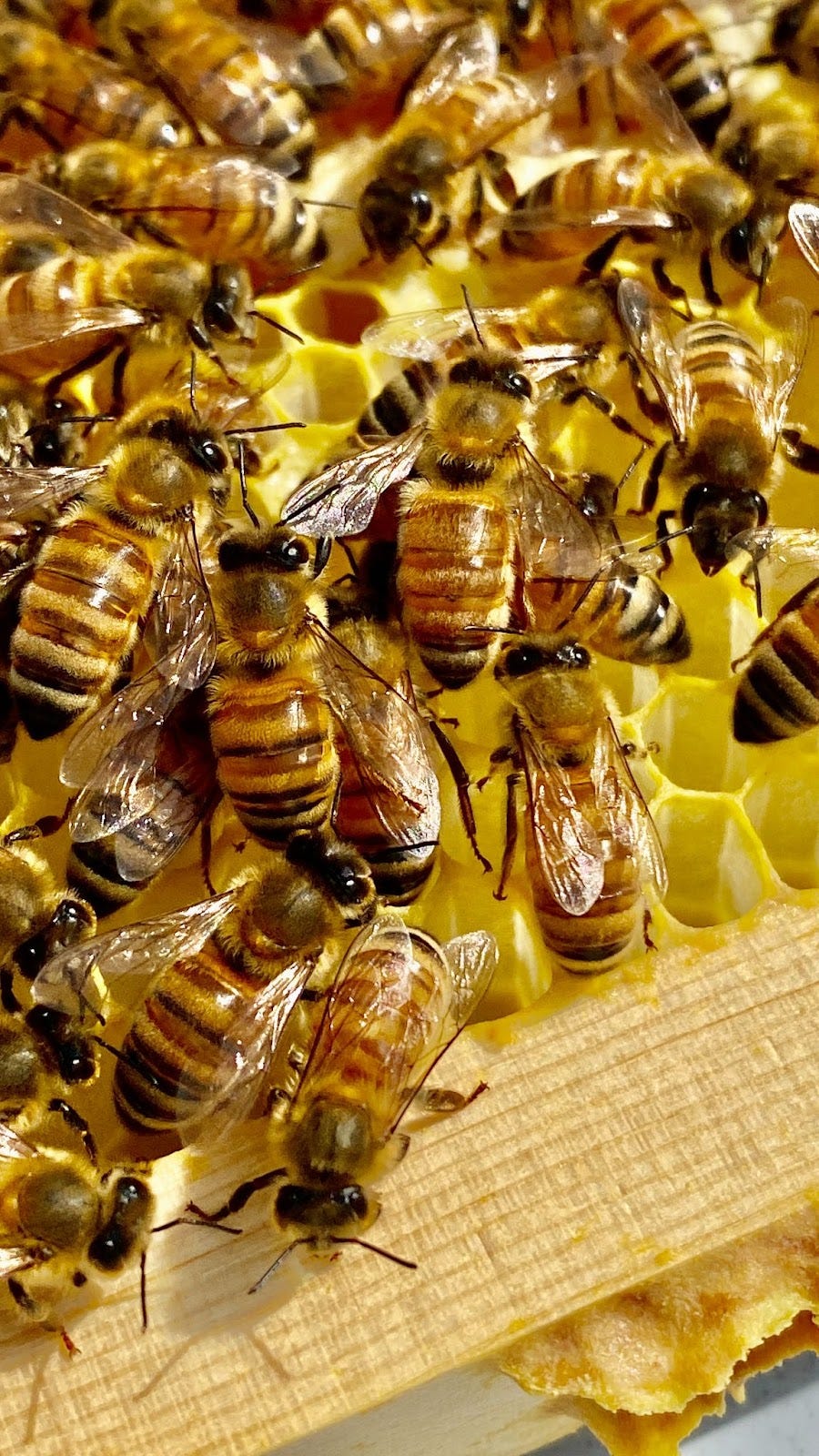 Close up of many bees in a honyecomb Close up of many bees in a honyecomb