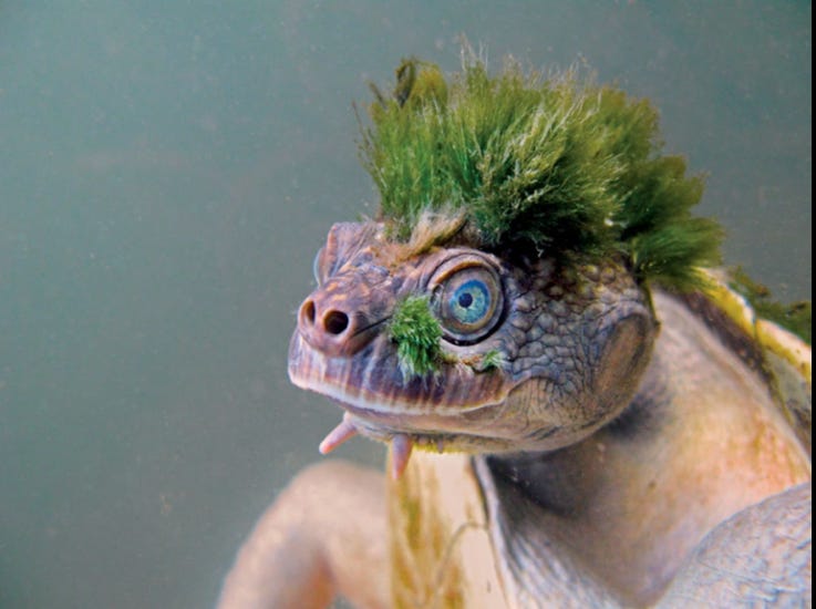 モヒカンは、川が育てた。マリー川のカメという不思議な生き物