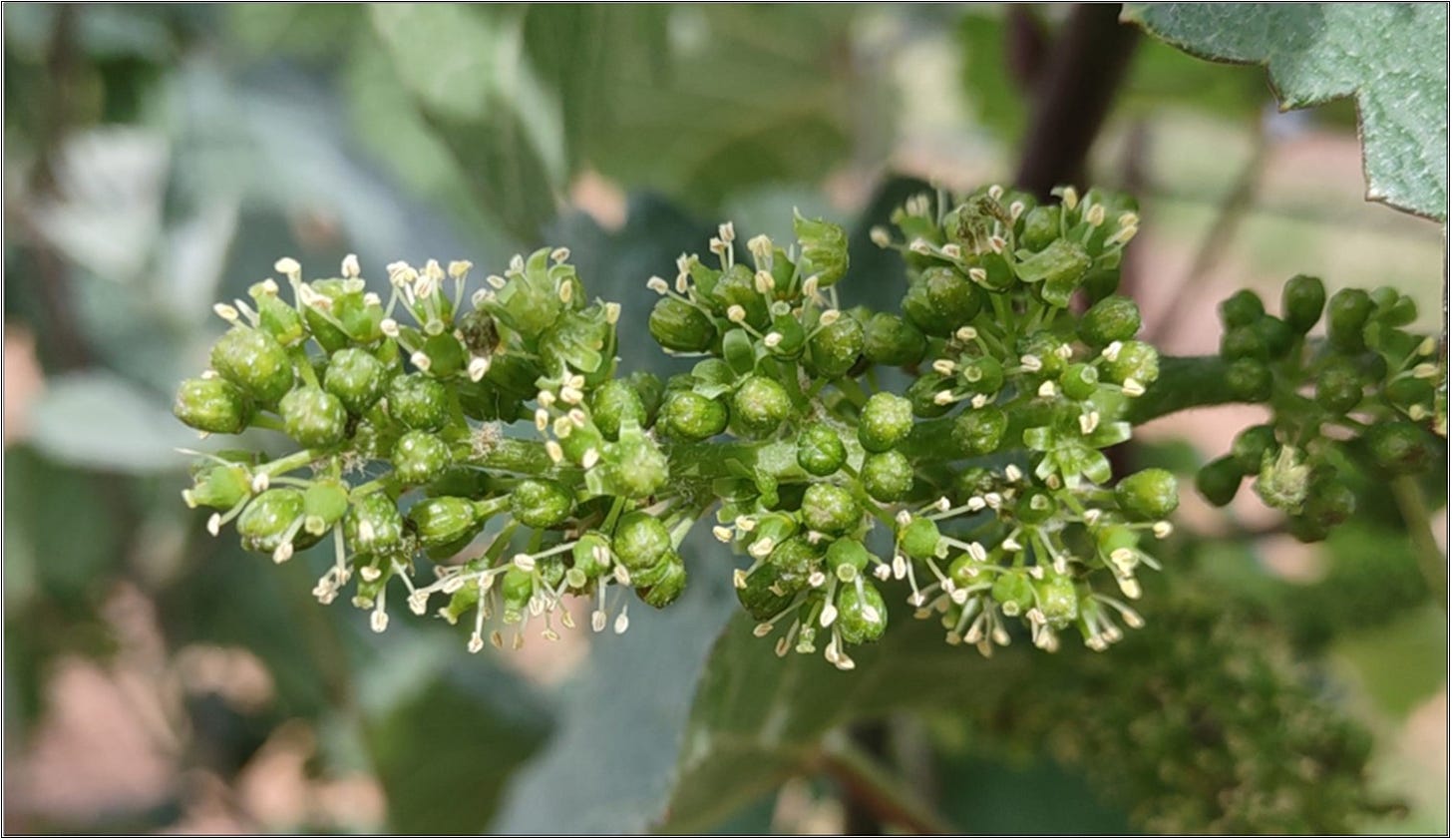 Dick Erath’s Clone 95 Pinot Noir cluster flowering.