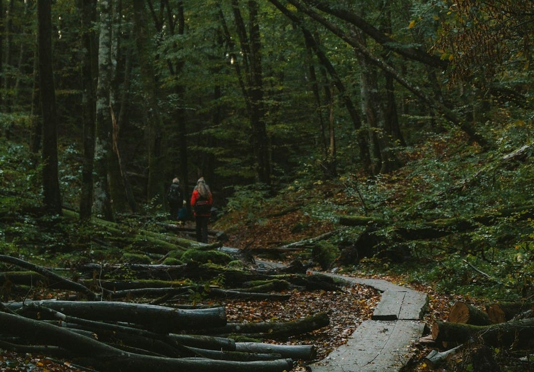 a man walking through a forest filled with lots of trees