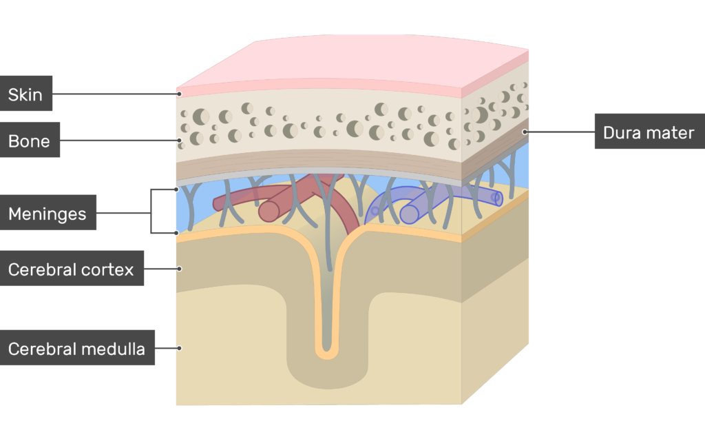 Meninges of the brain: anatomy and diagram | GetBodySmart Meninges of the brain: anatomy and diagram | GetBodySmart