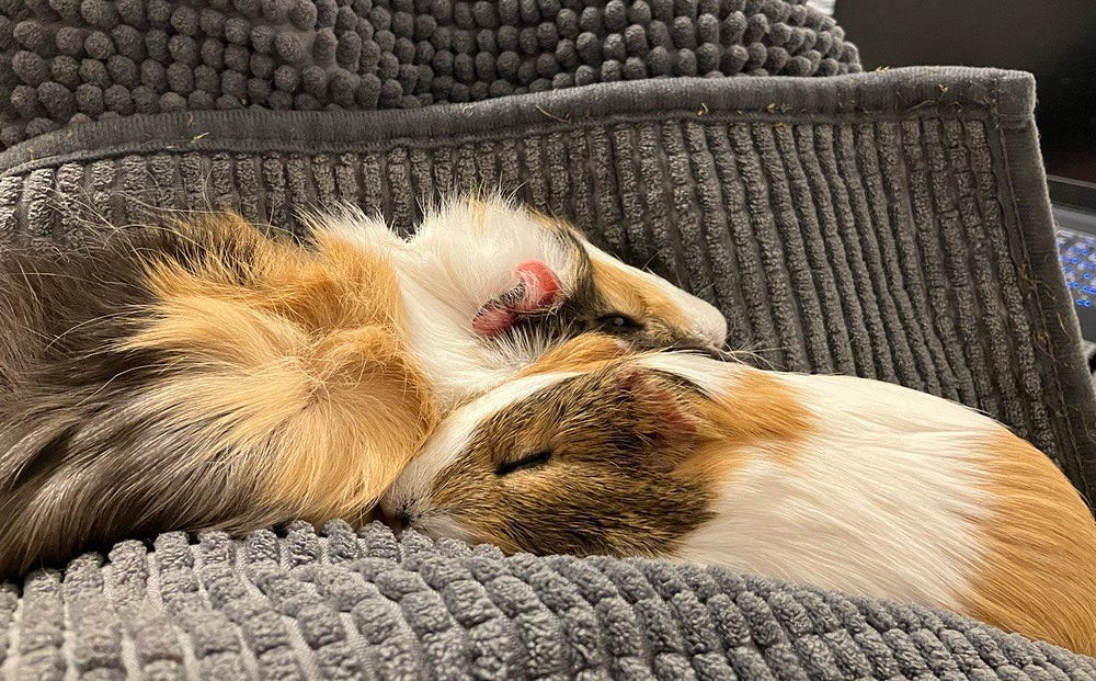 My two guinea pigs cuddling one with another on my lap, blissfully sleeping.