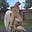 ever see a lion riding a bull's avatar