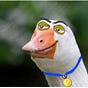 Duck's avatar