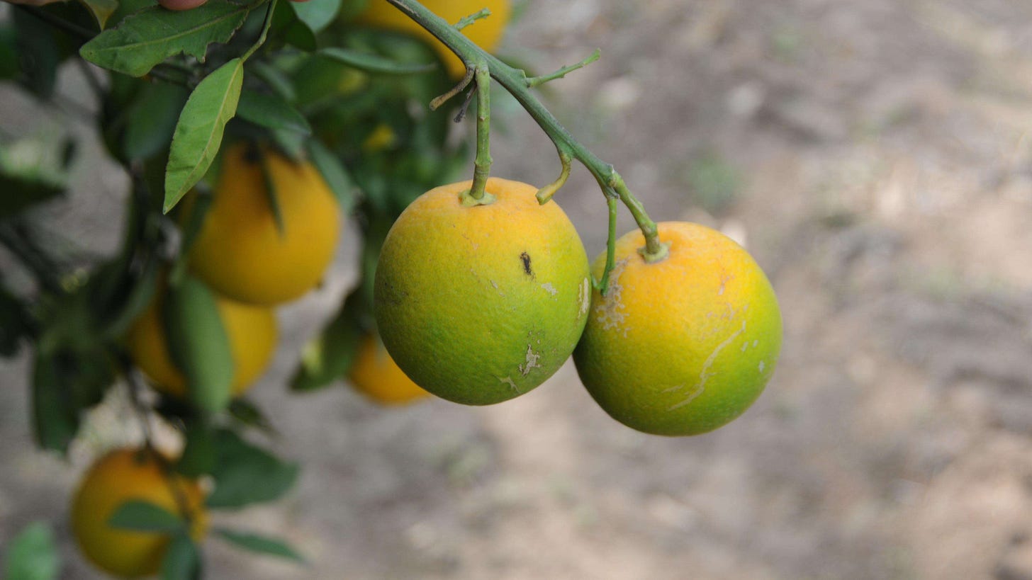 Citrus Greening | Animal and Plant Health Inspection Service