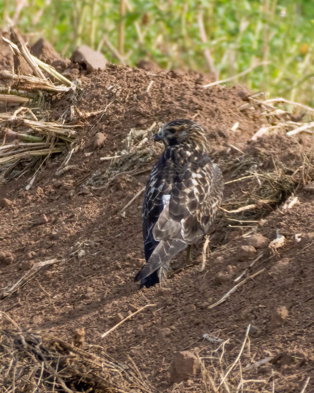 20250906-Manville-352-Edit.jpg 20250906-Manville-352-Edit.jpg