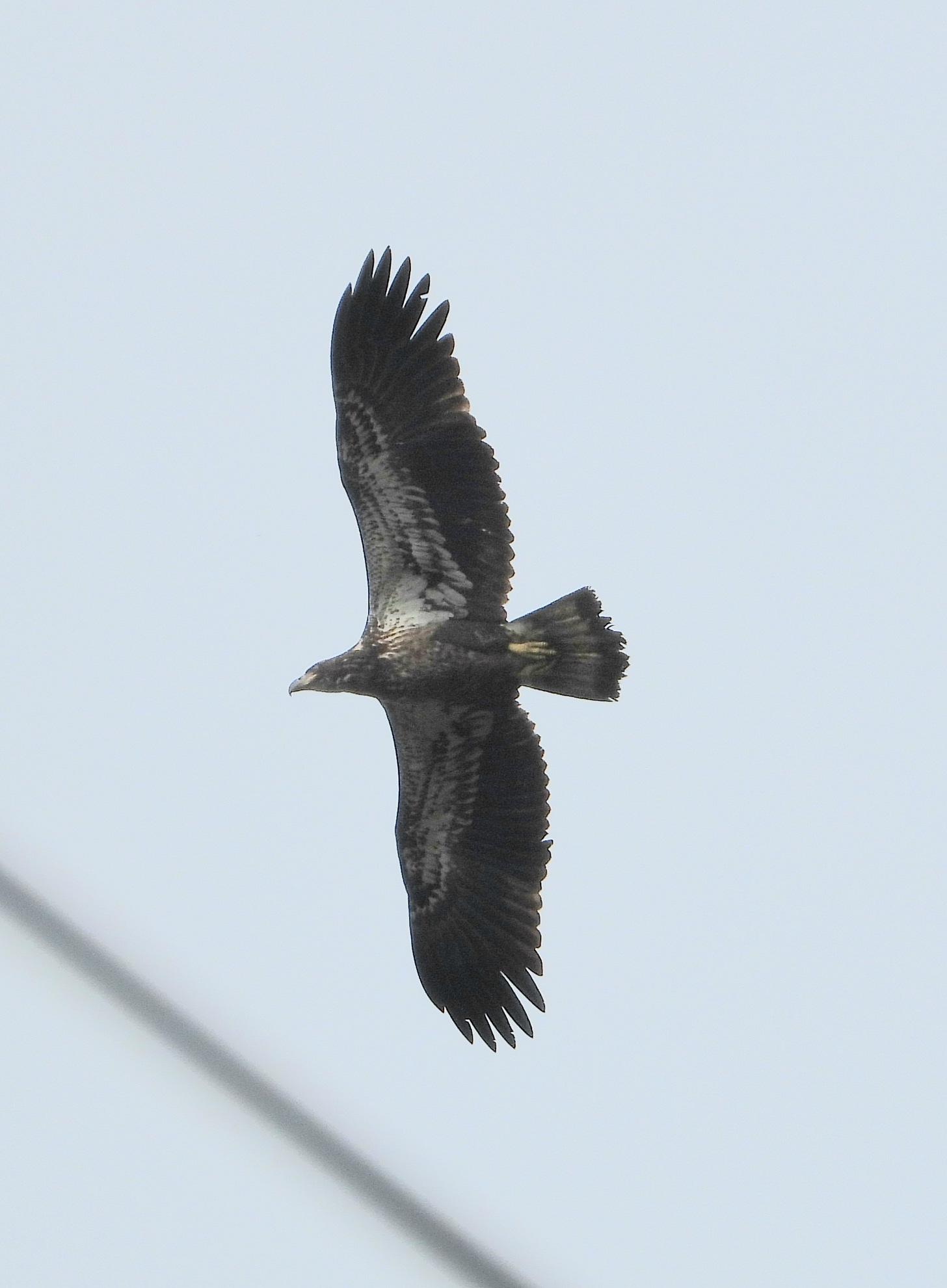 Bald Eagle Plummers Hollow