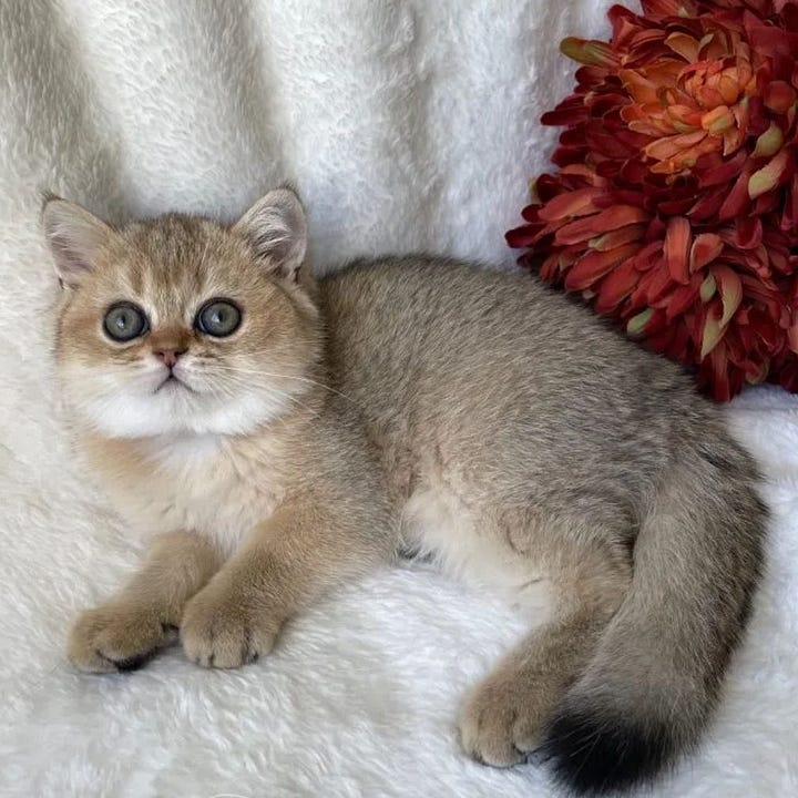 A gallery of 4 photos of them as baby kittens. They are tiny and adorable with big eyes, scrunched faces and soft short fuzzy fur.