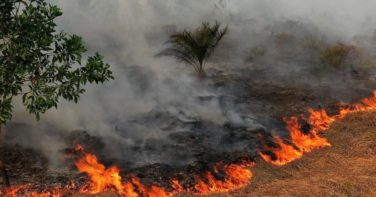 Ekspansi Operasi Perusahaan Perkebunan Kelapa Sawit di Indonesia  Membahayakan