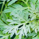 (8a) Part 5 - What goes into an anti-parasitic, anti-cancer healing protocol? 