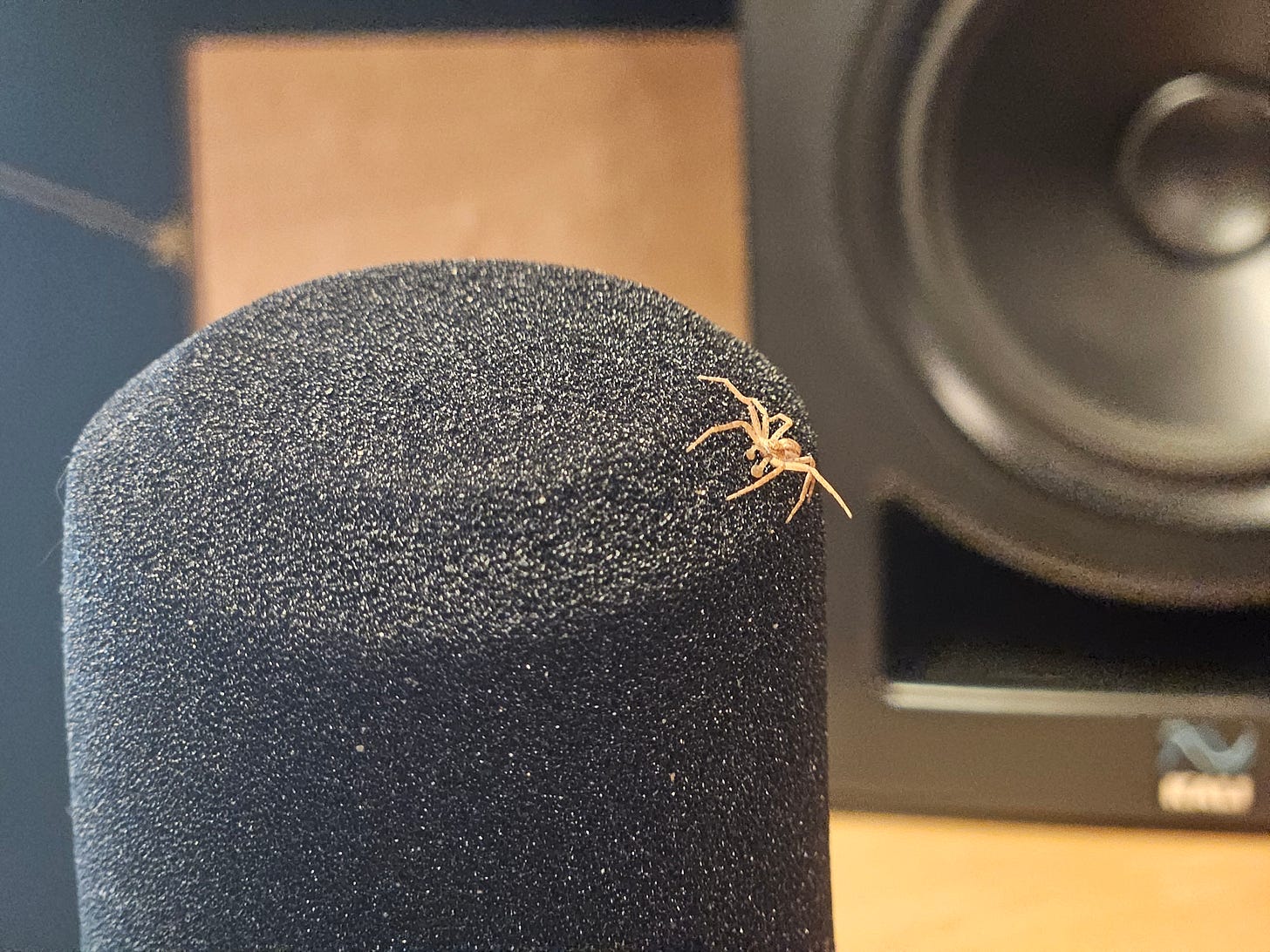 This is my new friend Rocky. He’s been hanging out on my mic every evening for the last week or so. Avid listener, thinking of getting in the pod game.