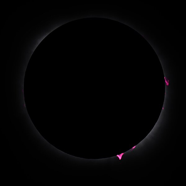File:2024 Solar Eclipse Prominences.jpg