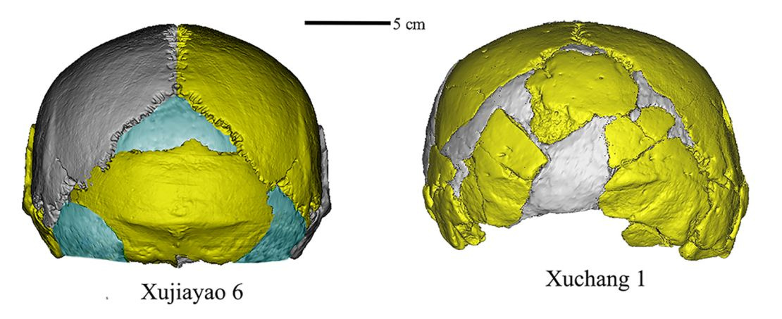 Digitally reconstructed craniums from the fossilized remains found at Xujiayao and Xuchang. The large, low and wide shape is distinct from the skulls of other known hominin species.