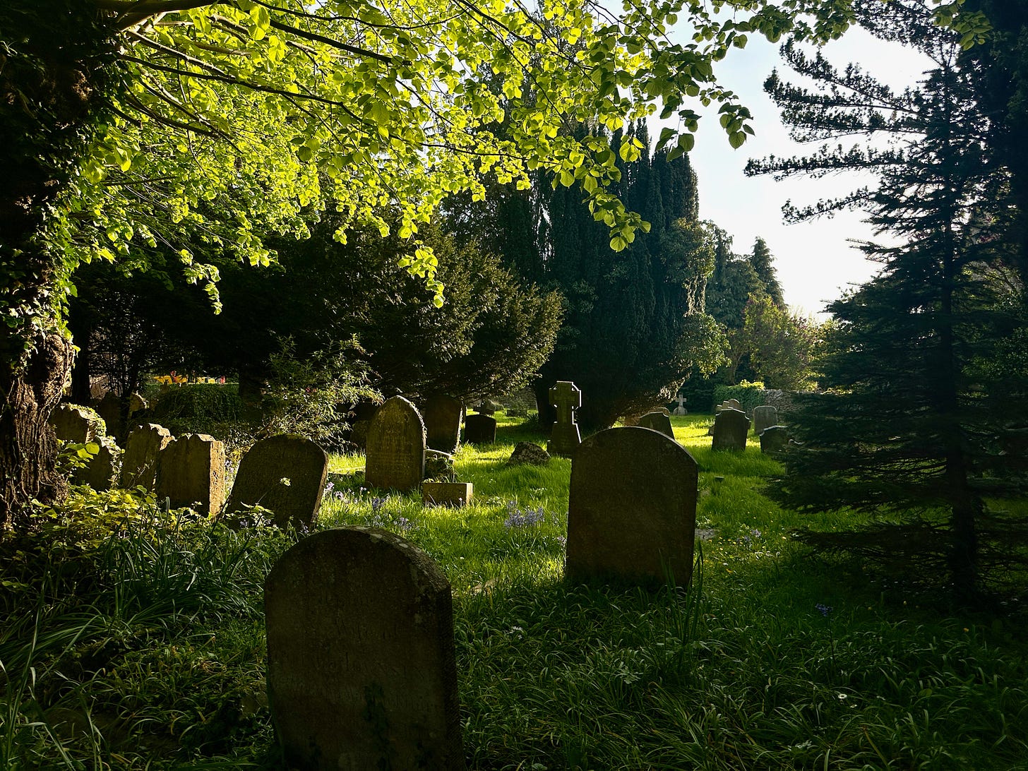 Radiant sunlight shimmers through tree leaves overhanging a shadowed graveyard. 