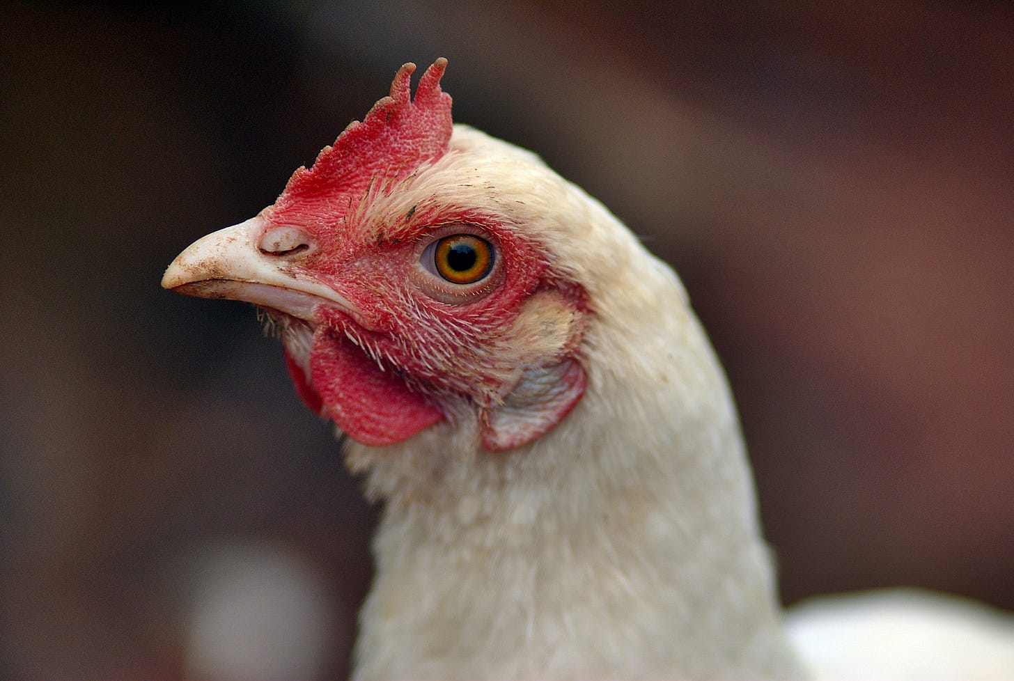 white chicken