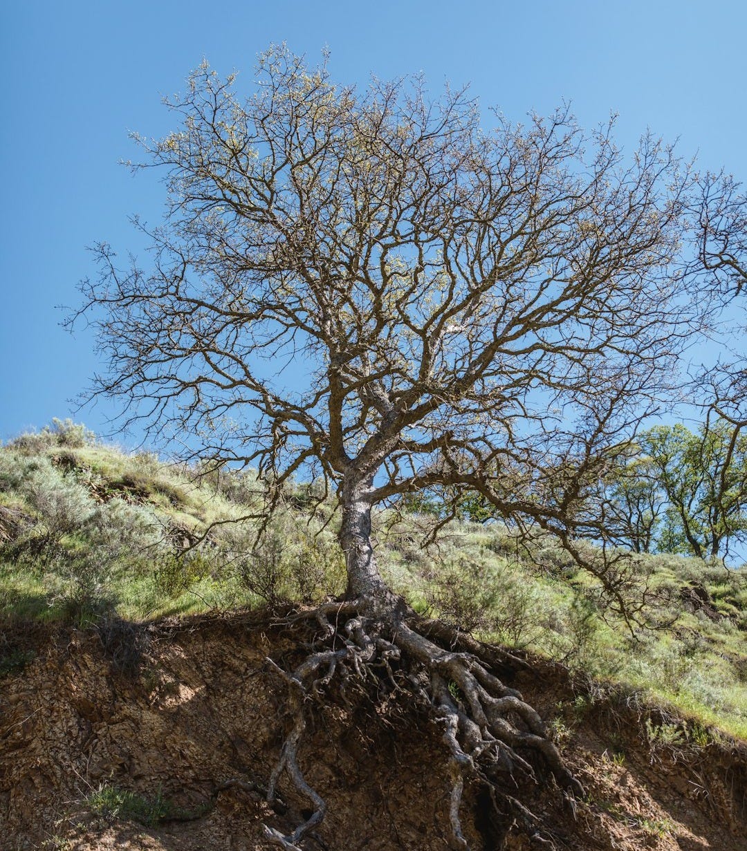 bare tree on mountain during day