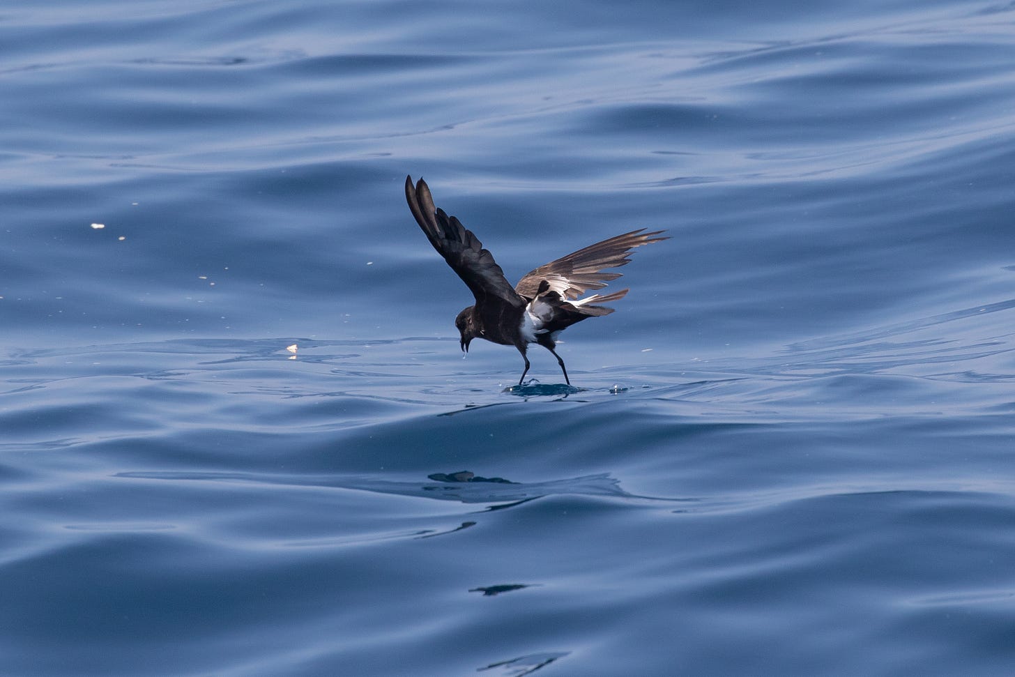 a small gray-brown bird with a white rump patch flying away with wings outstretched low over the ocean, its legs held down dipping into the water