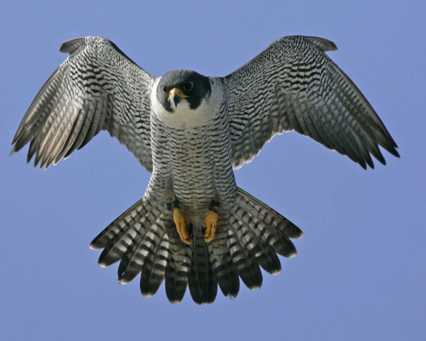 Vermont Peregrine Falcon Update | Audubon Vermont