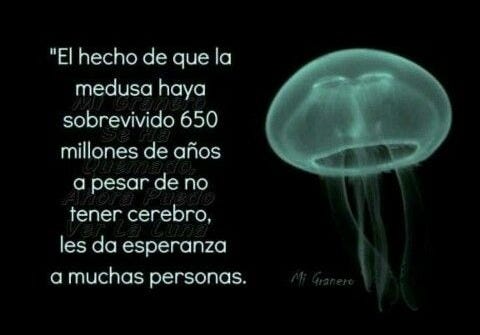 16 ideas de Medusa 🪼 | sabias que datos curiosos, datos curiosos del mundo, datos curiosos de animales 16 ideas de Medusa 🪼 | sabias que datos curiosos, datos curiosos del mundo, datos curiosos de animales